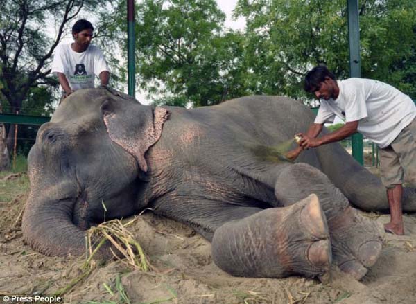 abused elephant 50 years saved