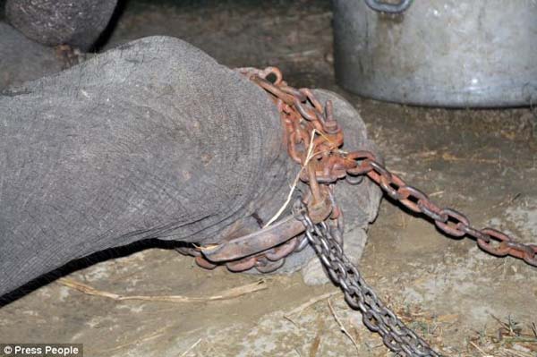 abused elephant 50 years saved