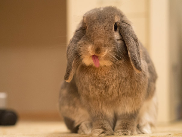 20 Glorious Photos Of Fluffy Bunnies Sticking Out Their Tongues 