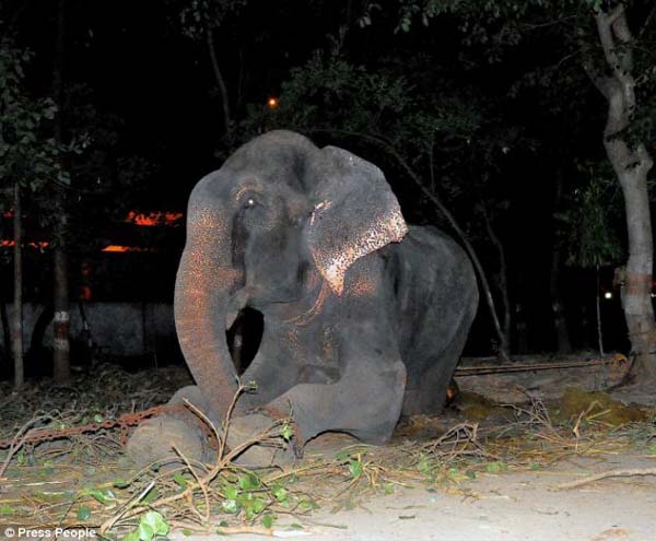 abused elephant 50 years saved