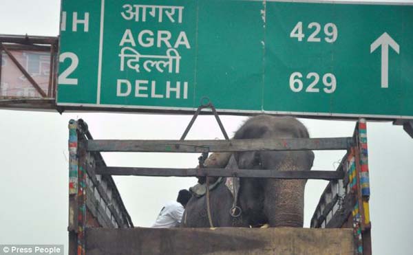 abused elephant 50 years saved