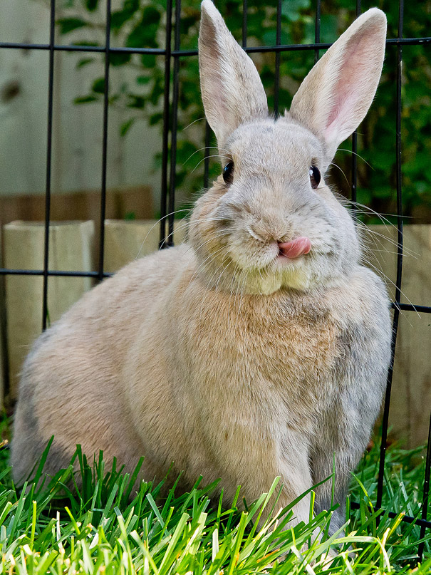20 Glorious Photos Of Fluffy Bunnies Sticking Out Their Tongues