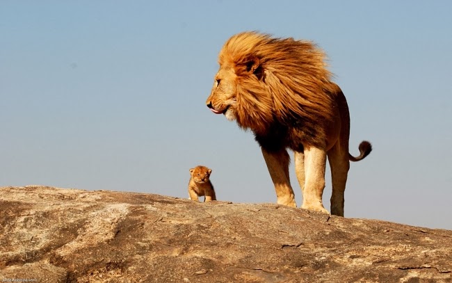 real life lion king