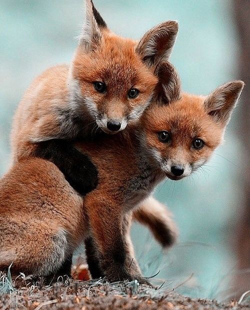 red foxes