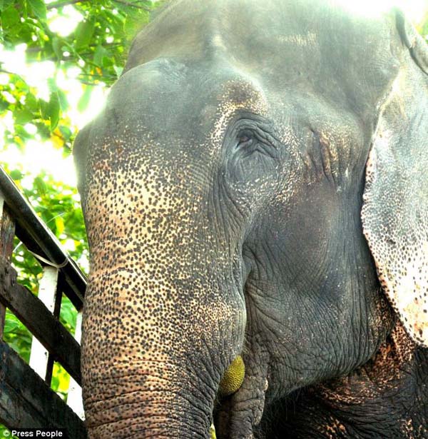 abused elephant 50 years saved