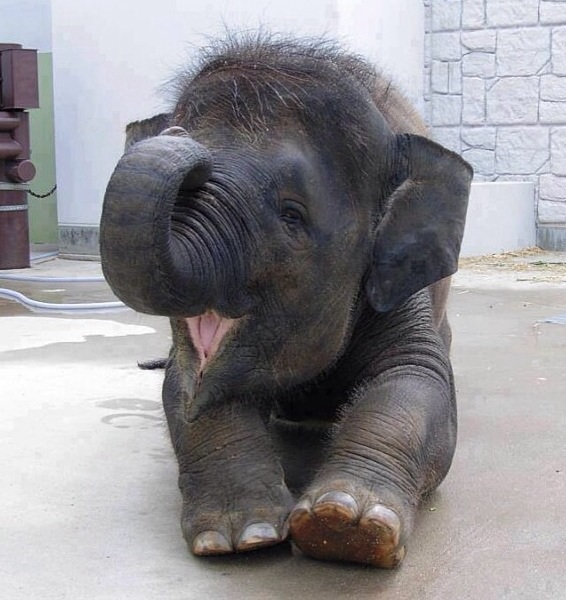 The cutest baby elephant ever