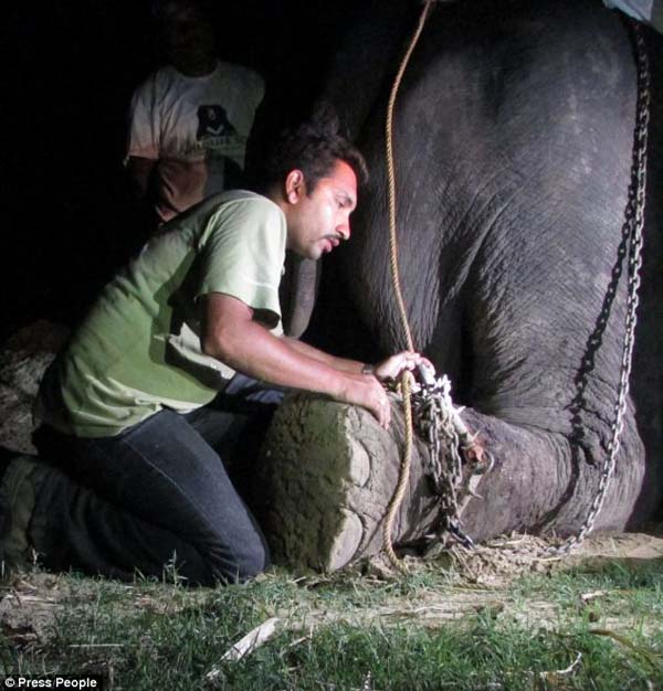 abused elephant 50 years saved