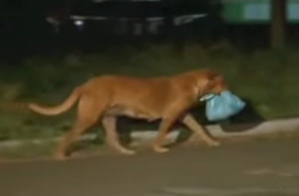 dog walks 8 miles to feed frieds