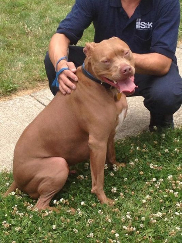 pitbull saves boy from burning house