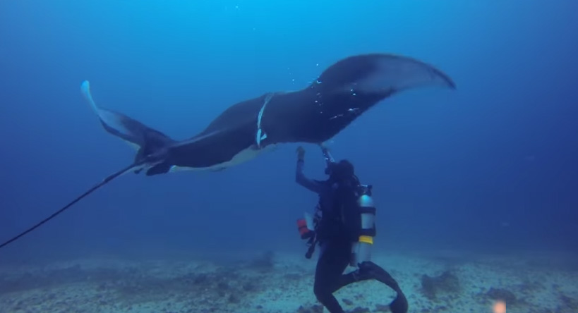 manta ray rescue