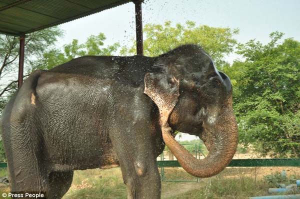 abused elephant 50 years saved