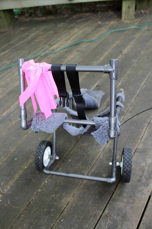 corgi wheel chair