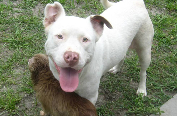 pit bull carries chihuaha