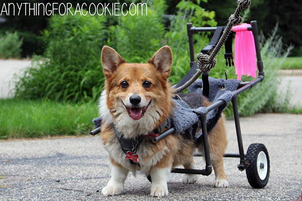 corgi wheel chair