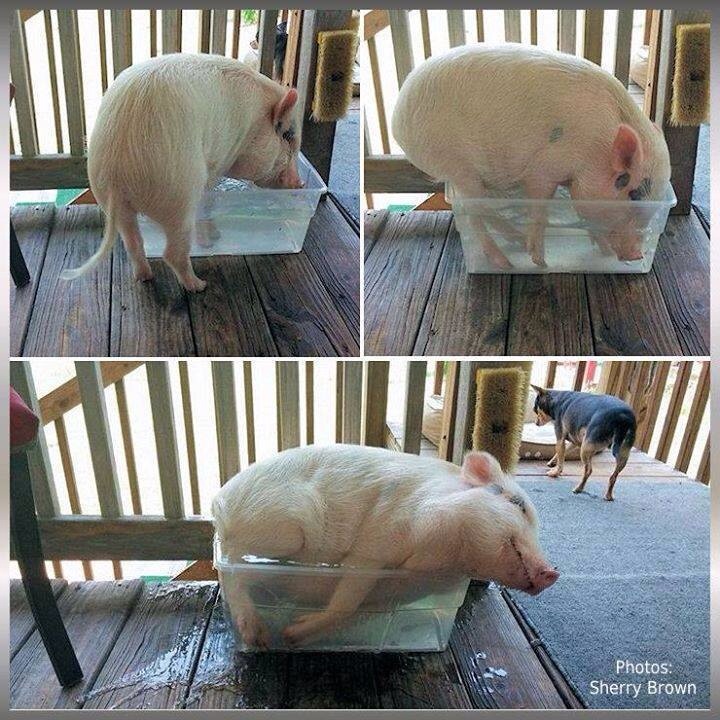 pig fits sits