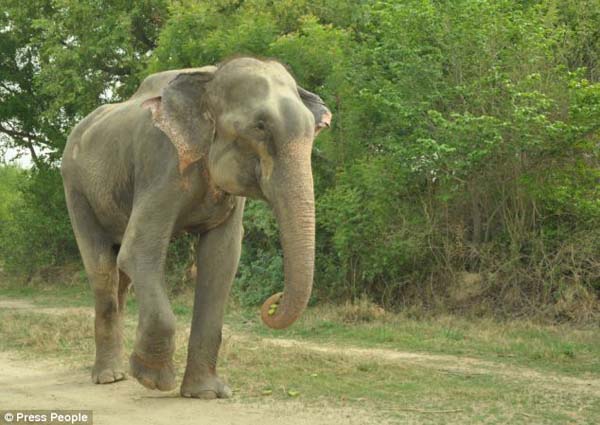 abused elephant 50 years saved