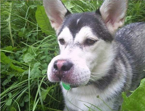 dogs learn not to eat bees