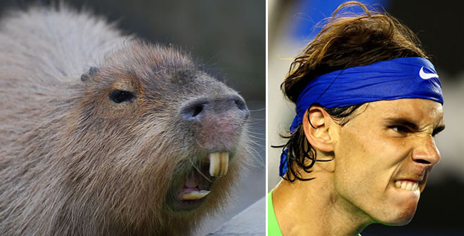 15 Photos Of Capybaras That Look Like Tennis Ace Rafael Nadal... I Can