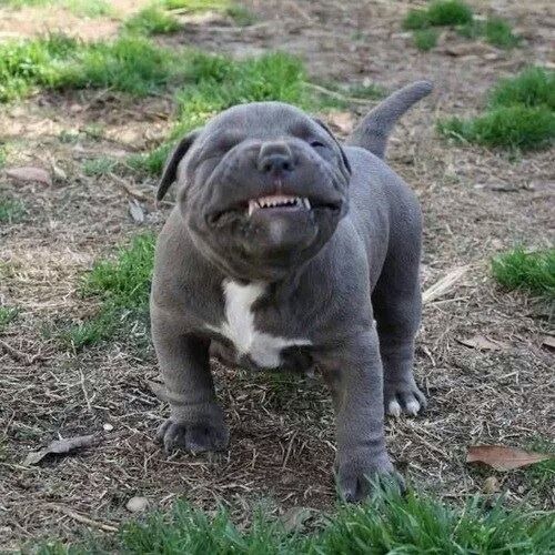 funny dog smile