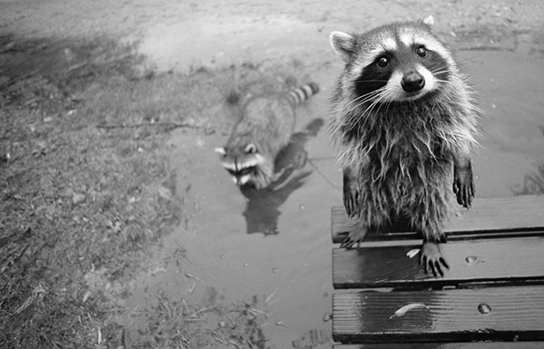 raccoon sweet face