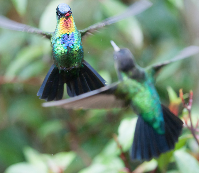 hummingbird extreme close up