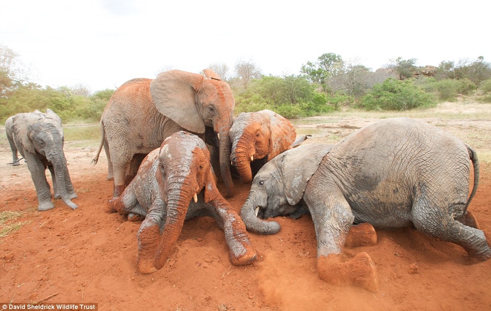 baby elephant rescue