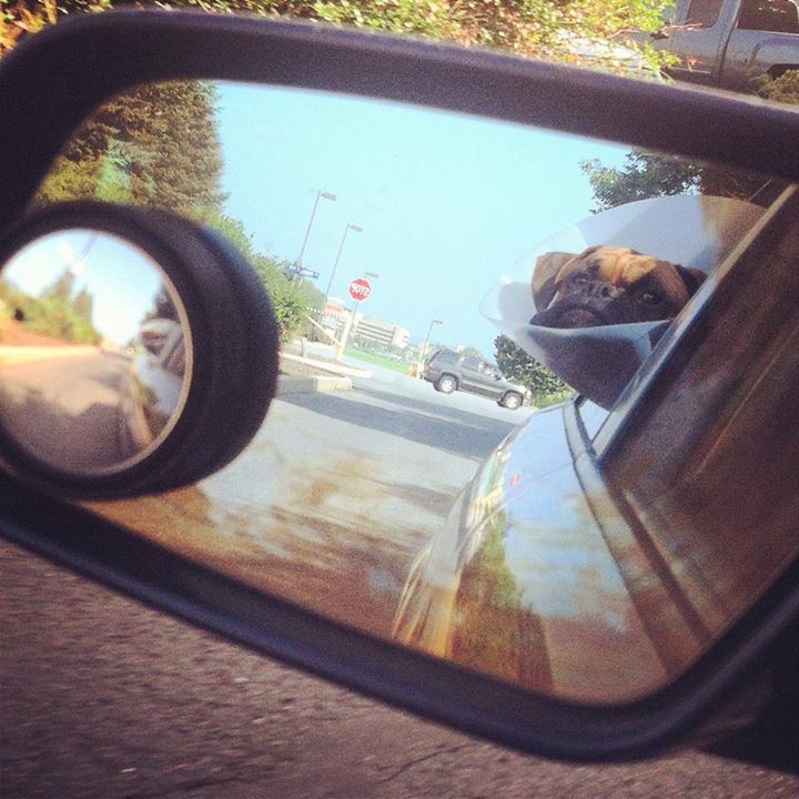 cone of shame dog head out window in car