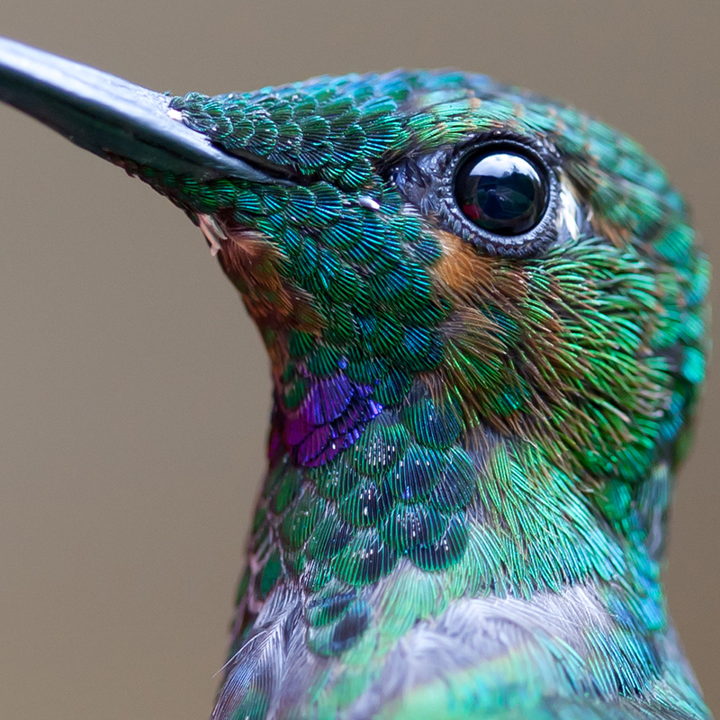 hummingbird extreme close up