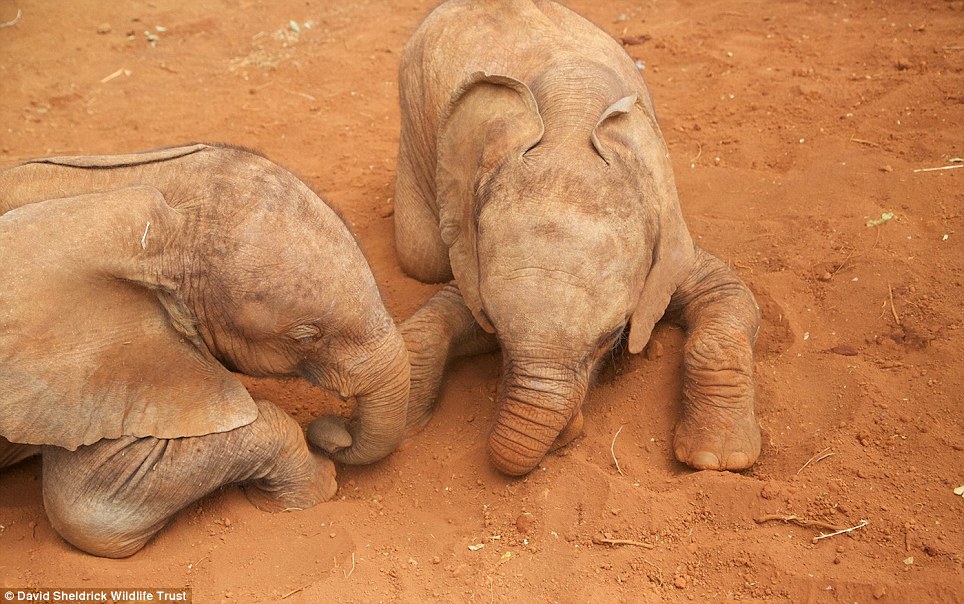 baby elephant rescue