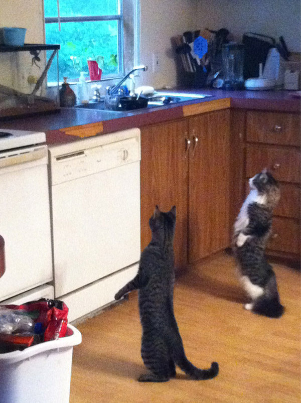 cats standing up