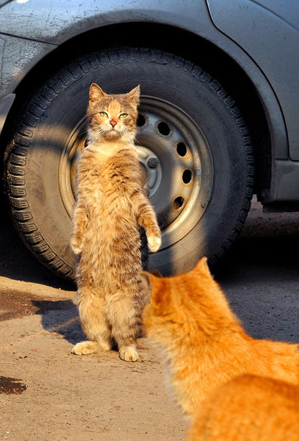 cats standing up