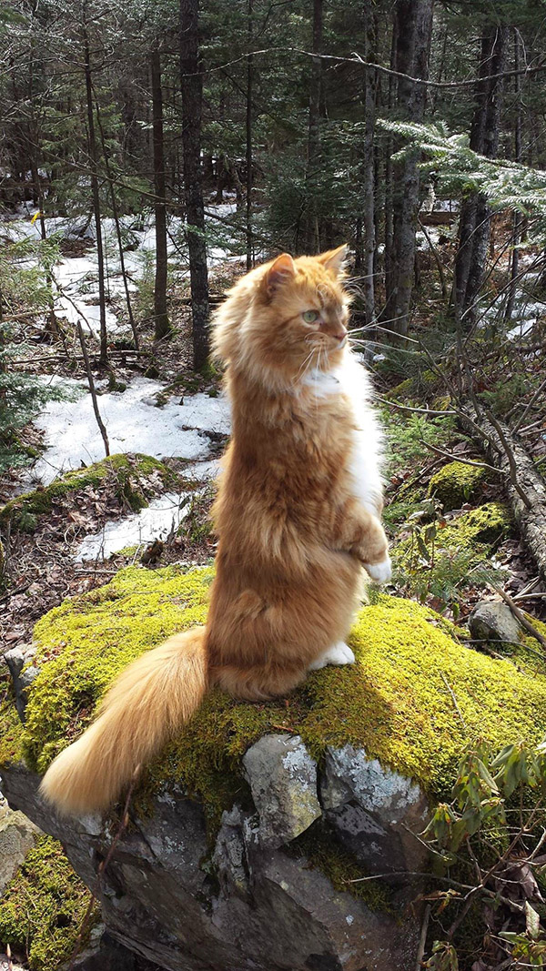 21 Hilarious Photos Of Cats Standing Up