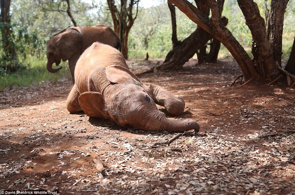 baby elephant rescue