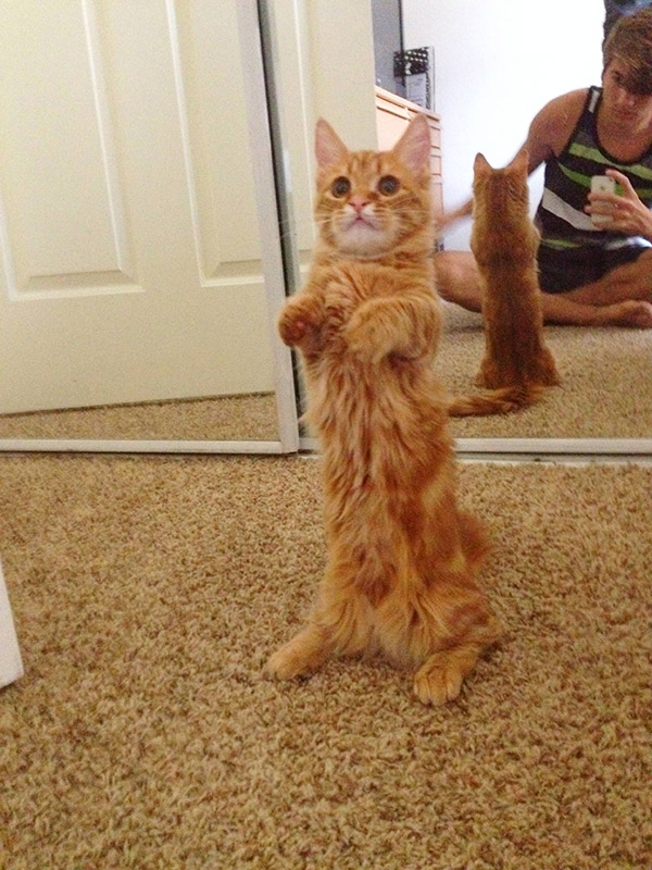 cats standing up