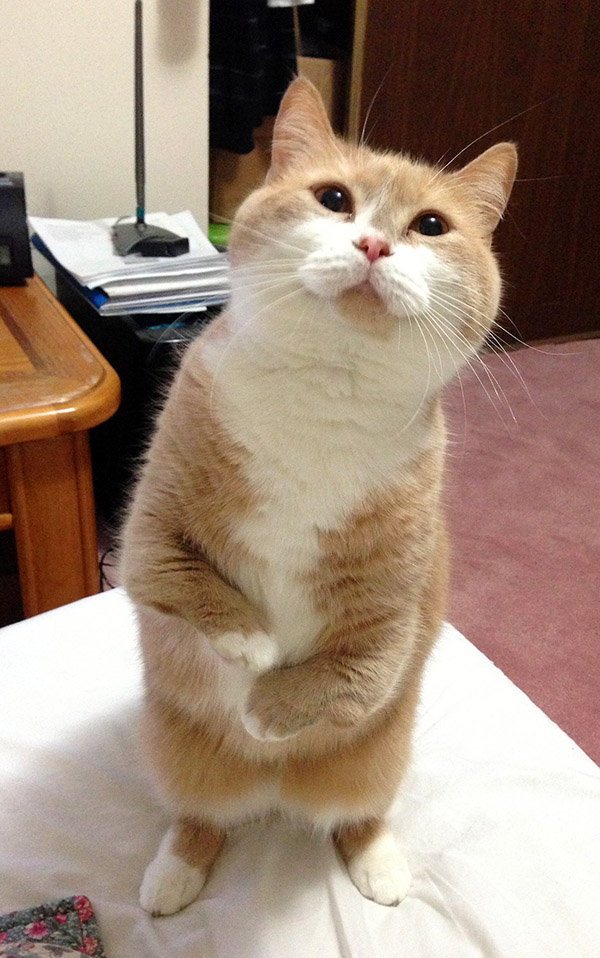 21 Hilarious Photos Of Cats Standing Up