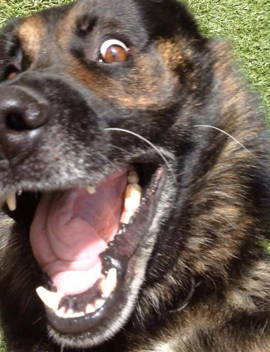 funny dog face