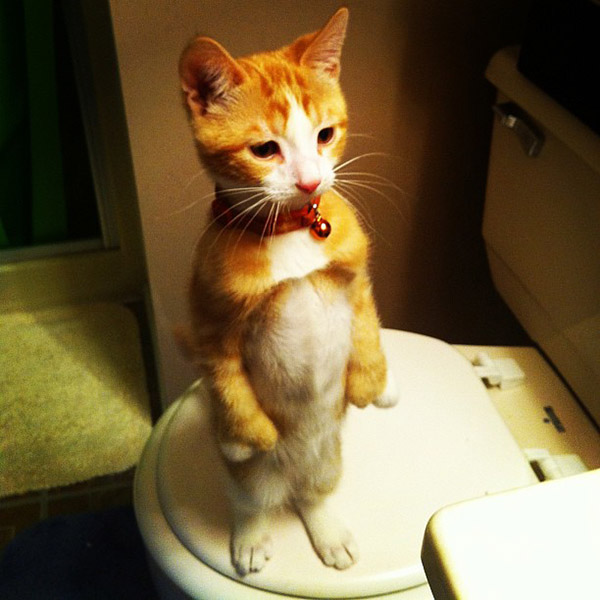 21 Hilarious Photos Of Cats Standing Up