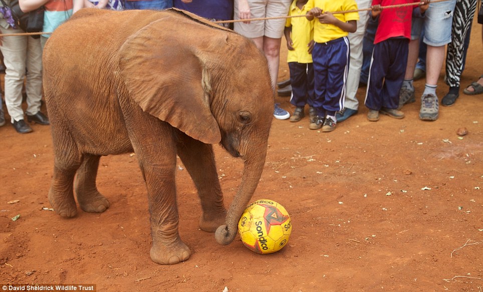 baby elephant rescue