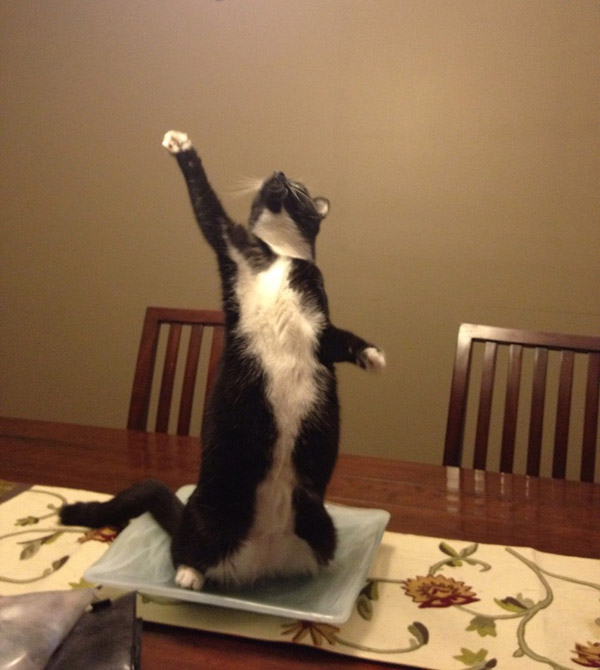 cats standing up