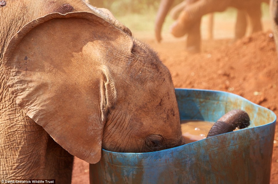 baby elephant rescue