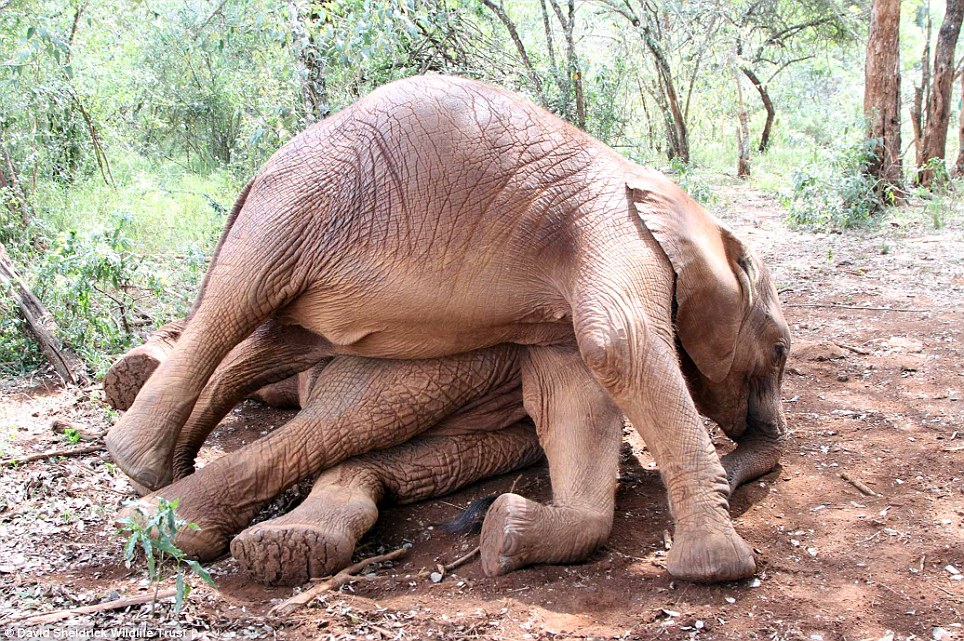 baby elephant rescue