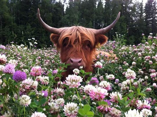 beautiful animals in flowers
