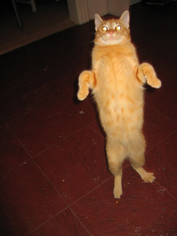 21 Hilarious Photos Of Cats Standing Up