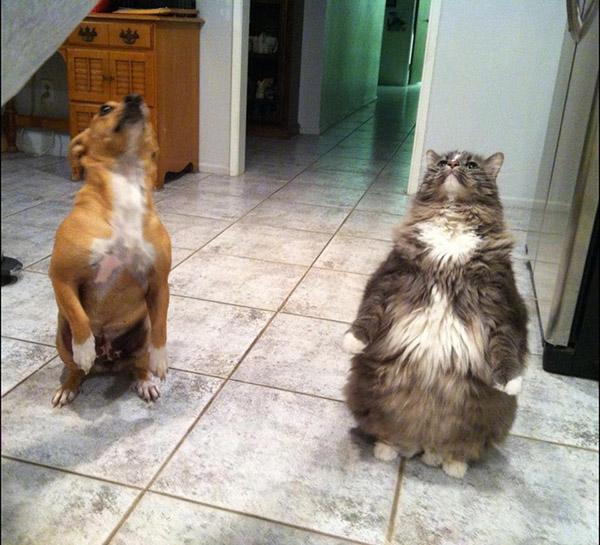 cats standing up