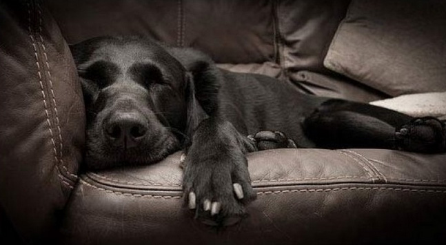 black lab reggie