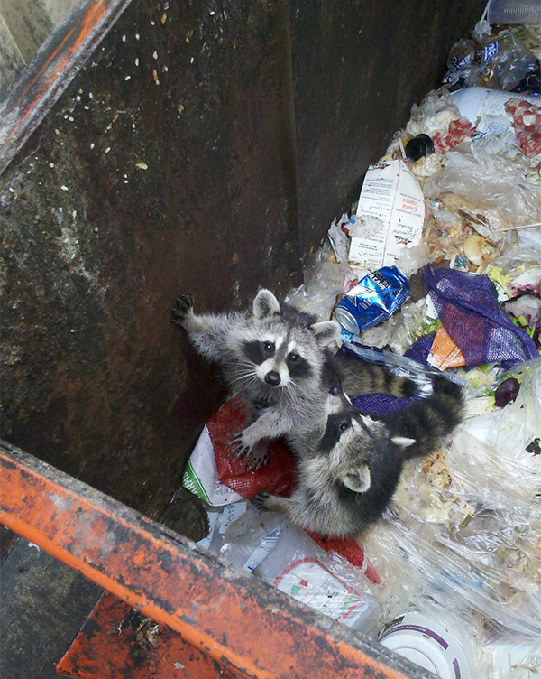 raccoons in dumpster
