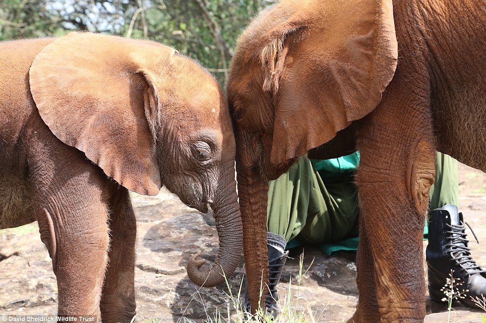 baby elephant rescue