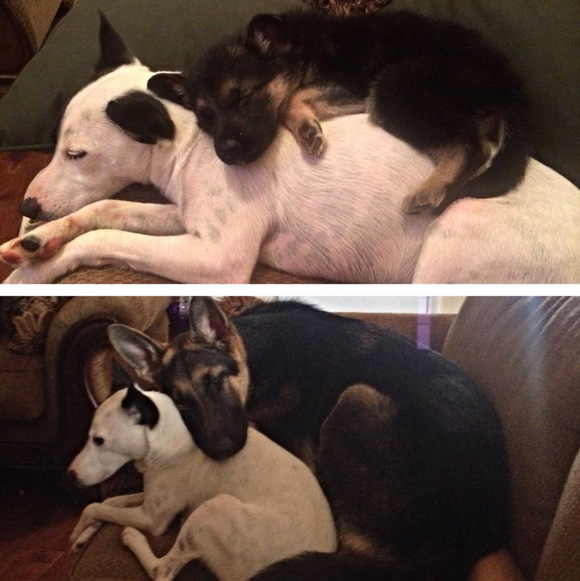 dog sleeps on dogs back