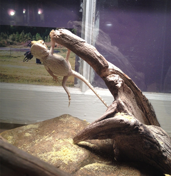 dragon hanging