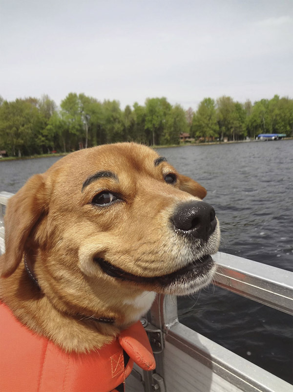 3 Inspirational Quotes About American Kennel Club